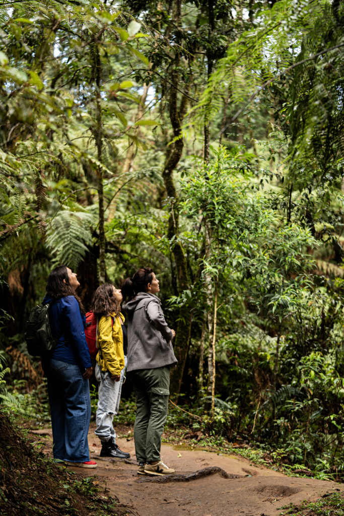 3 mulheres em uma trilha na floresta olhando para cima, observando uma árvore