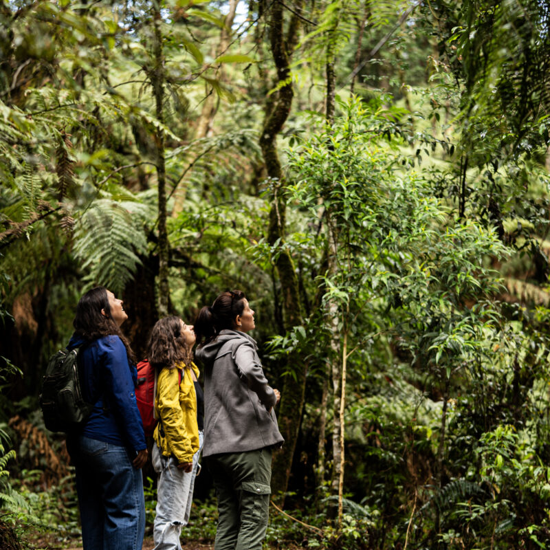 3 mulheres em uma trilha na floresta olhando para cima, observando uma árvore